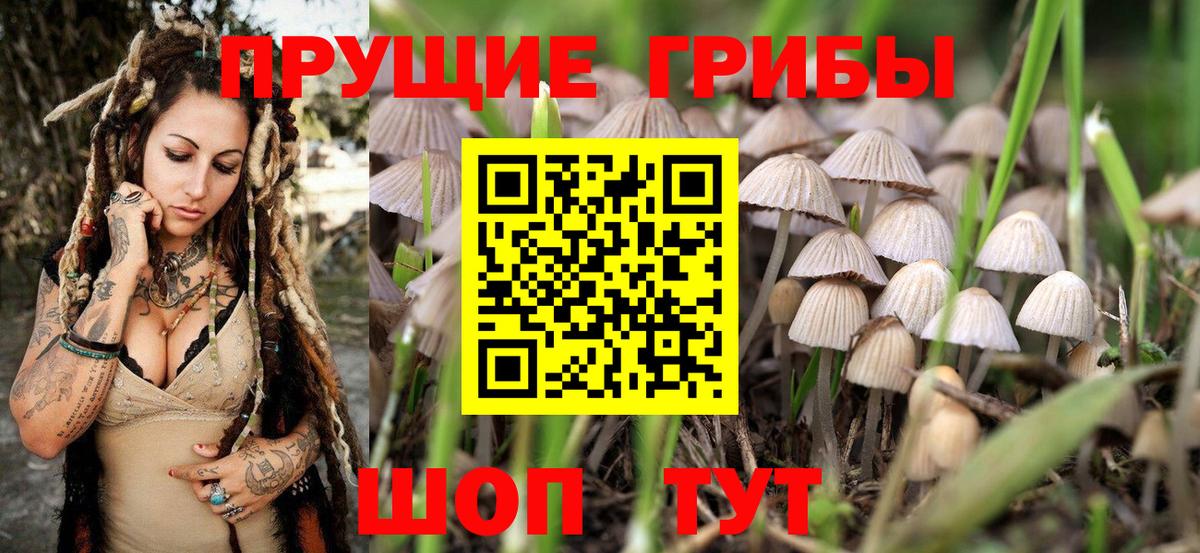 Комсомольск-на-Амуре  Псилоцибиновые грибы Psilocybe  Вход с VPN 